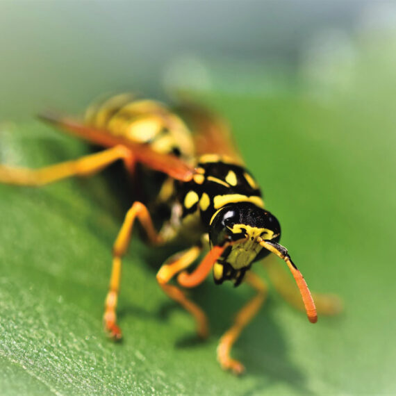 61b8d9f357d41509de55ae1a_why-regular-wasp-exterminator-visits-are-important_orig