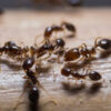 How to Get Rid of Ants in the Bedroom in Toronto – 2026 Guide