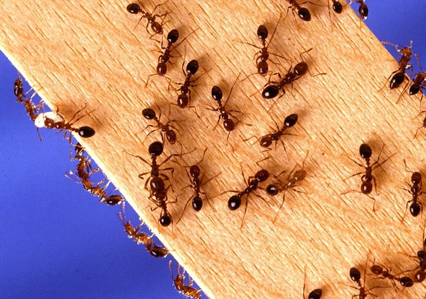 Ant Prevention and Control