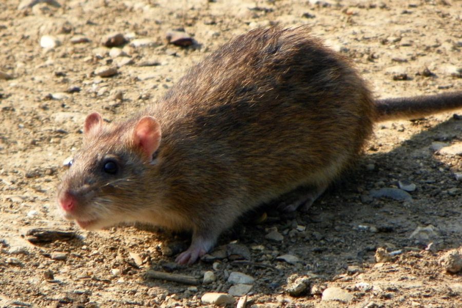 the norway rat