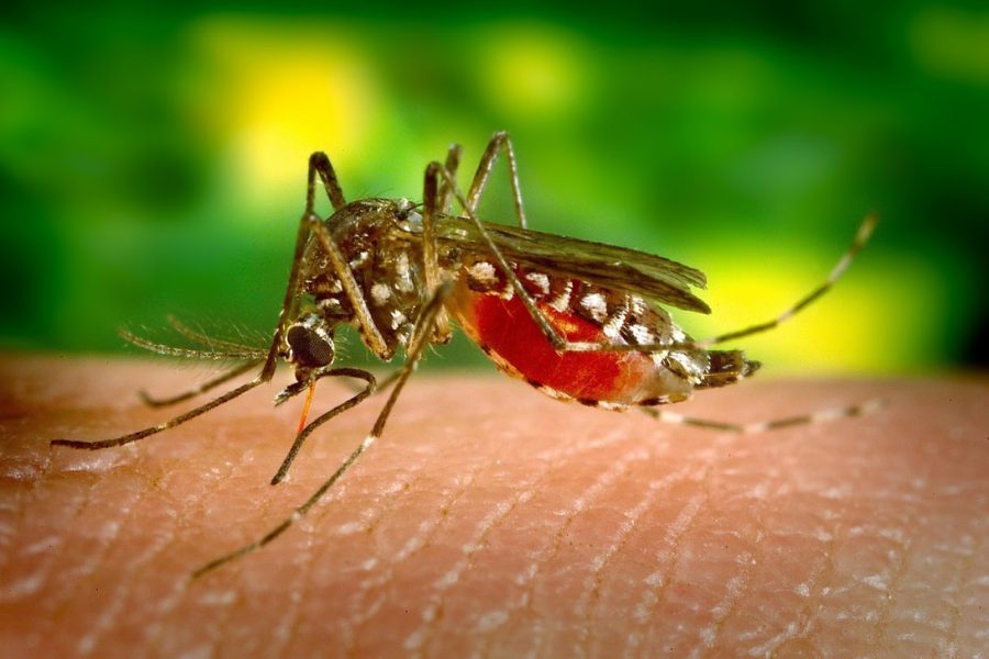 6279d415b337a1b0dd84a3f3_gta-toronto-pest-control-eleminates-mosquitos_orig