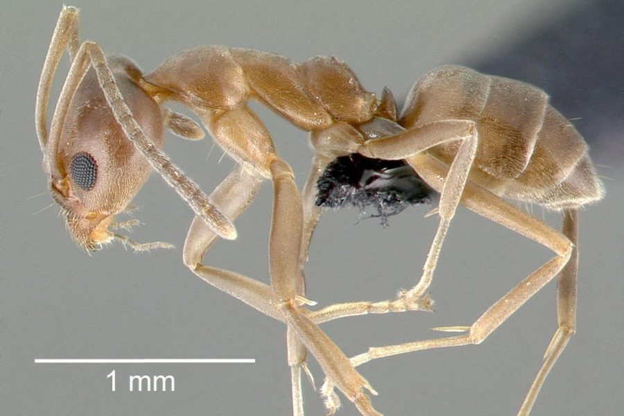 pest spotlight argentine ants orig