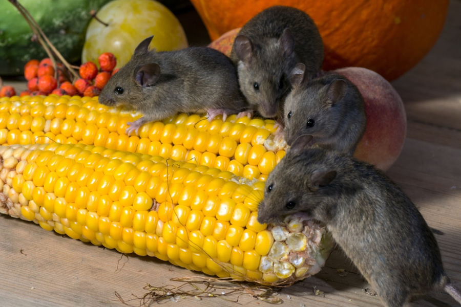 6279d691d5cd4f29e8044d92_health-risks-associated-with-rodents-pest-control-vaughan_orig