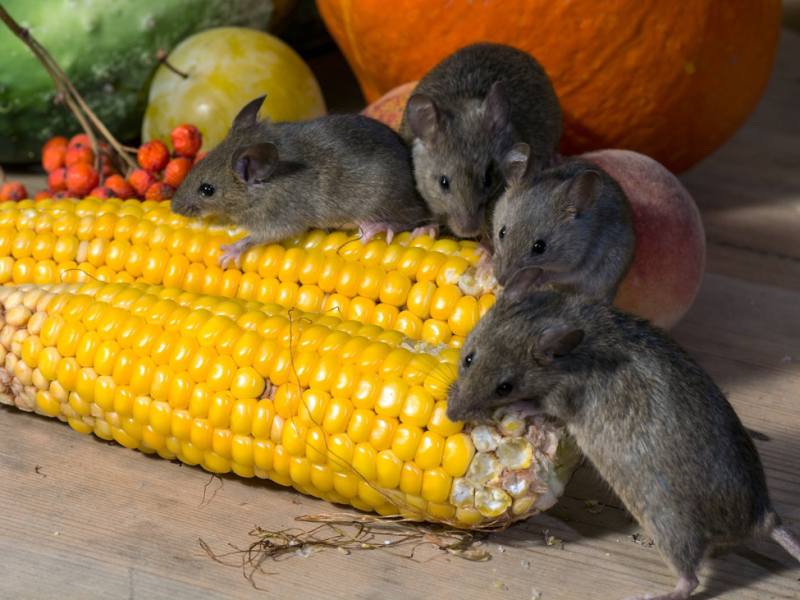 Health Risks Associated with Rodents