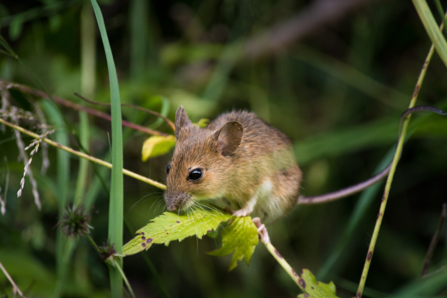 Identifying Common Pest Rodents in Toronto and the GTA