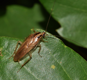 6279d73a4e8995e2bf10ed88_german-cockroach-gta-toronto-pest-control-brampton_orig