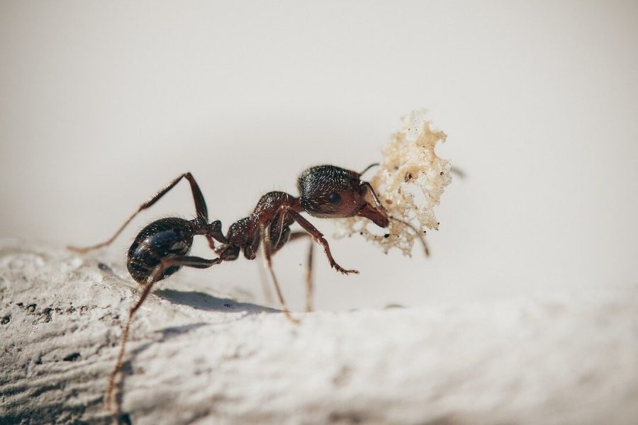 How Ants Find Food In Your Home