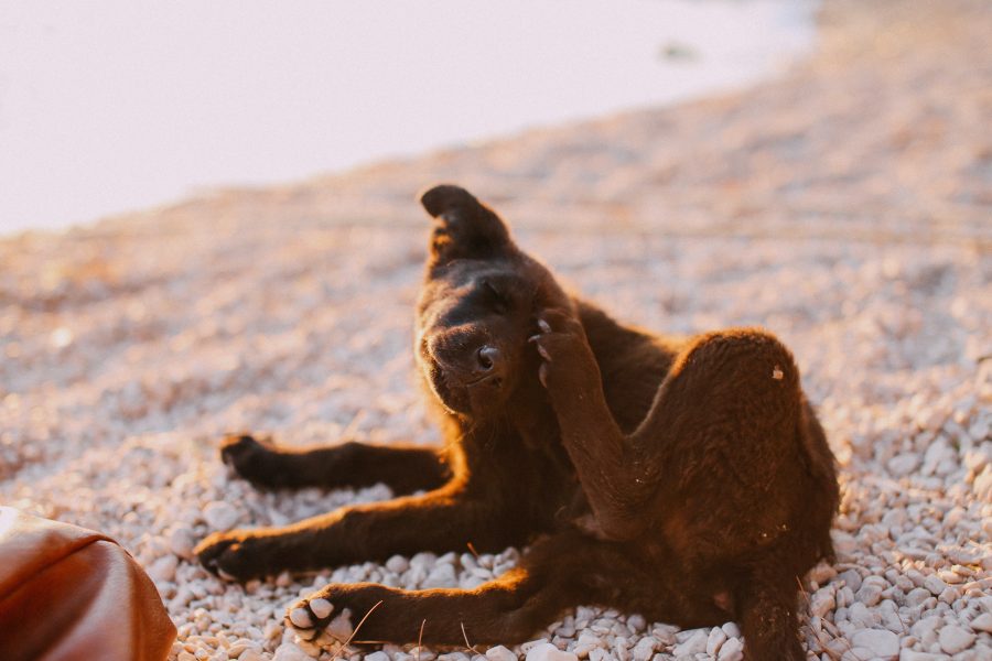 How do professionals get rid of fleas