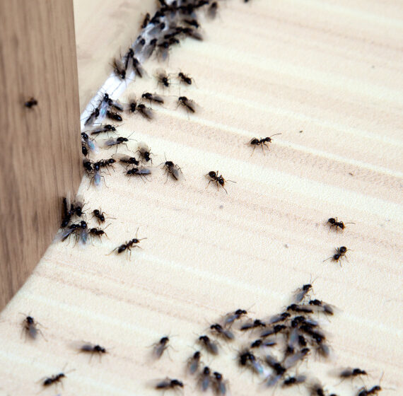 How to Get Rid of Ants in Your House and Yard