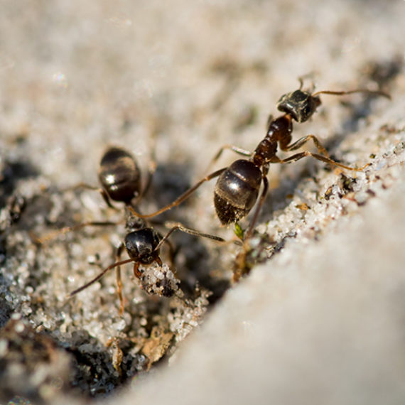 Closeup of ants walking