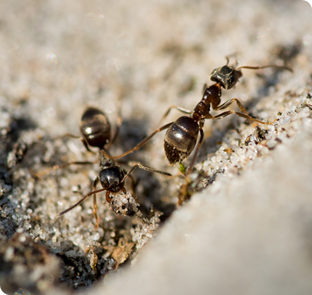 Closeup of ants walking