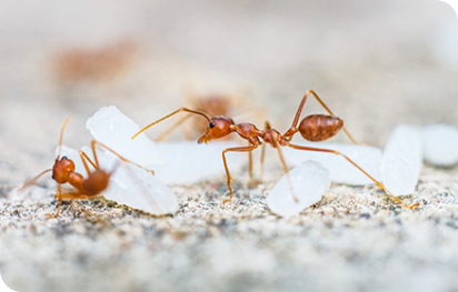 Ants control and removal