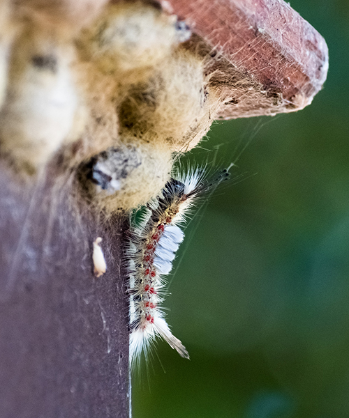 Gypsy Moth Removal