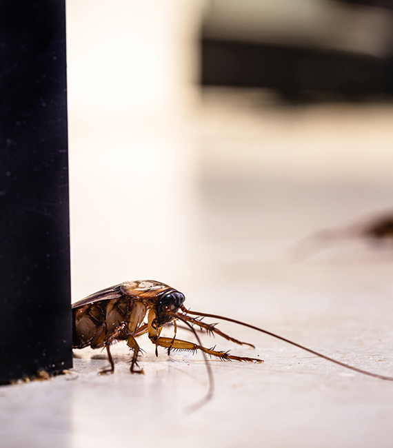 Cockroach Control Removal