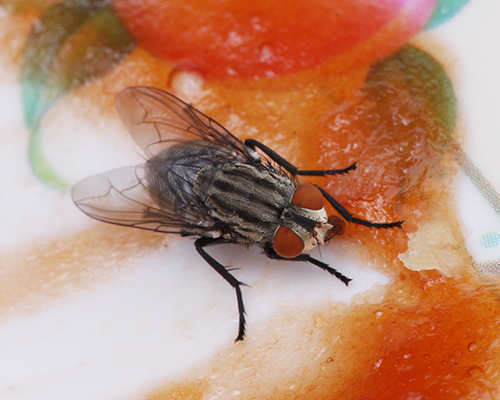 macro of a fly eating from a dirty plate