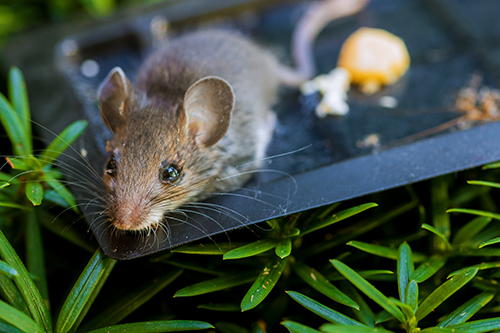 rat control and removal