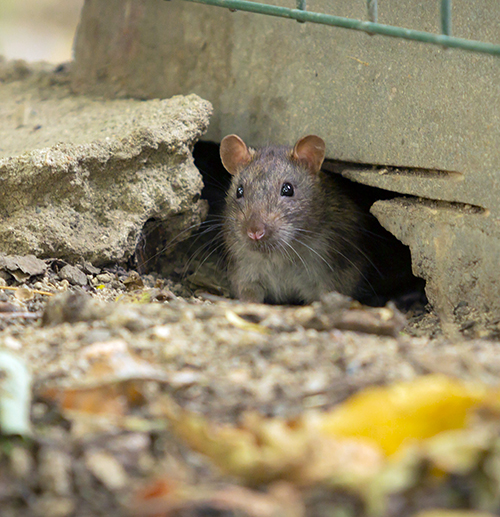 rat removal services