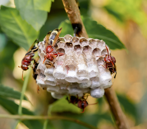 Wasp nest removal