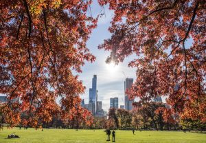 Toronto's Spring Pest Forecast: Dealing with Rodents, Cockroaches, and Ants