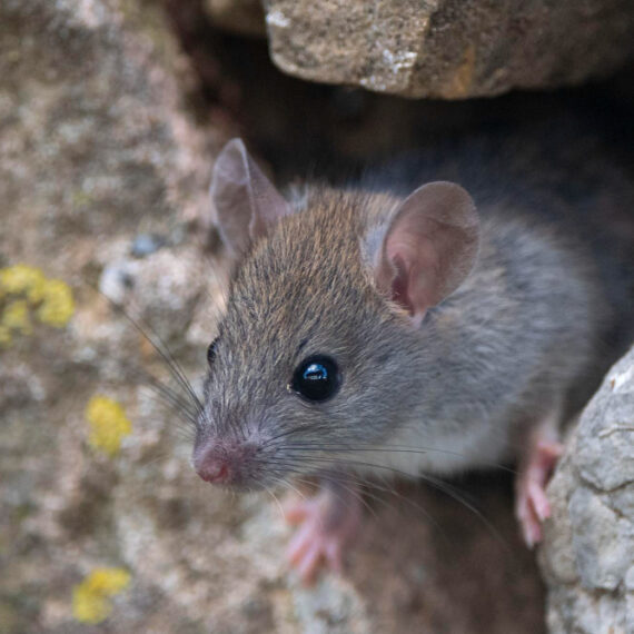 Battle Against Mice and Rats