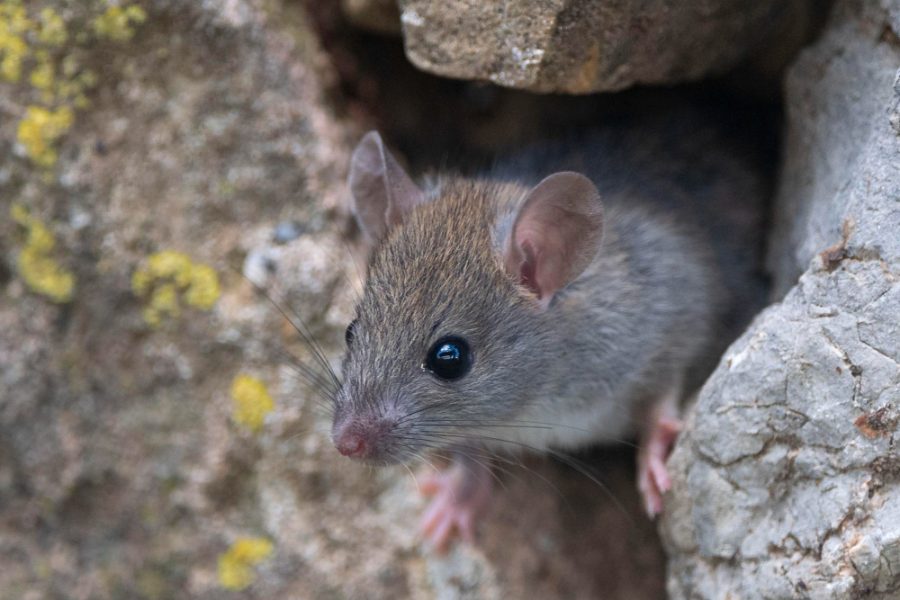 Battle Against Mice and Rats