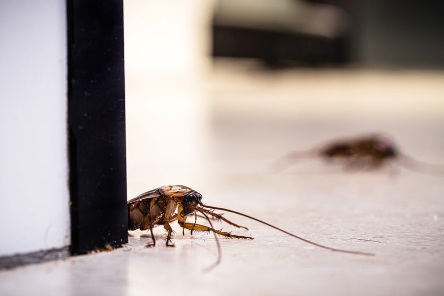 American cockroach on the floor, eating dirt crumbs, inside the kitchen