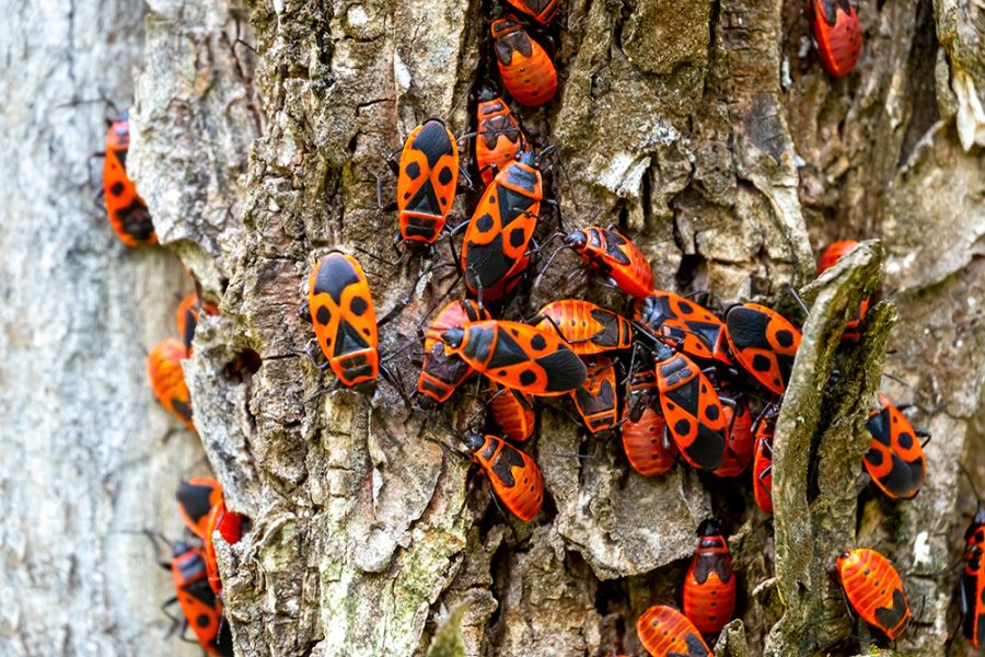 Closeup on an aggregation of copulating firebugs, Pyrrhocoris apterus on a bark of a tree in the springtime
