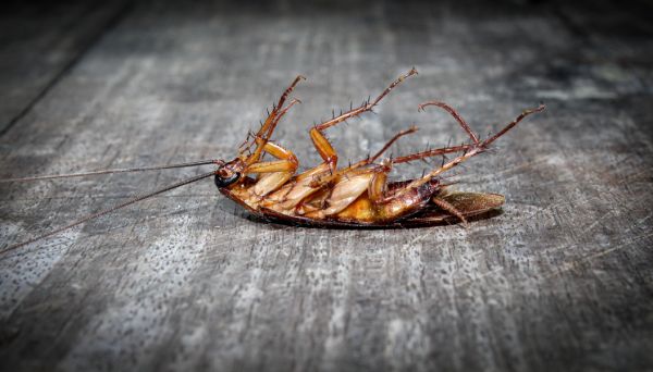 dead cockroach
