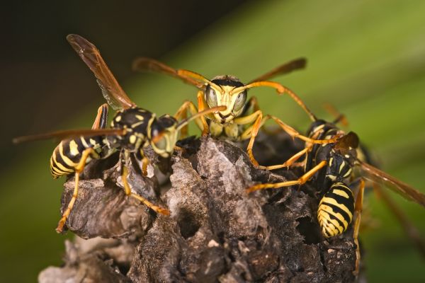 wasps near nest