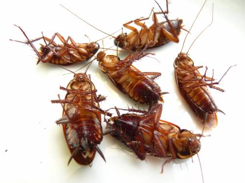 dead cockroaches on floor