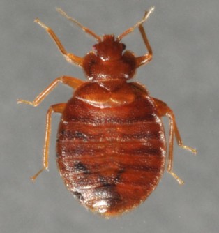 close up of bed bug.