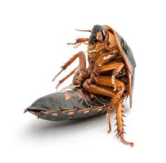 curled up cockroach