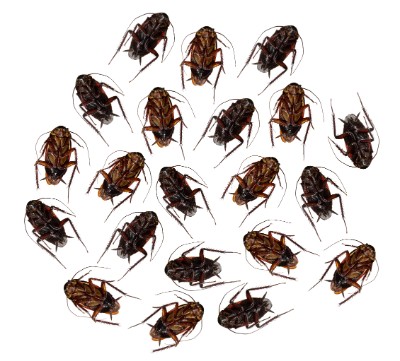 dead cockroaches