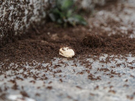 Ant Control Treatment