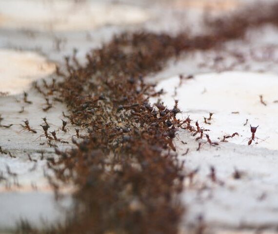 Ant Infestation
