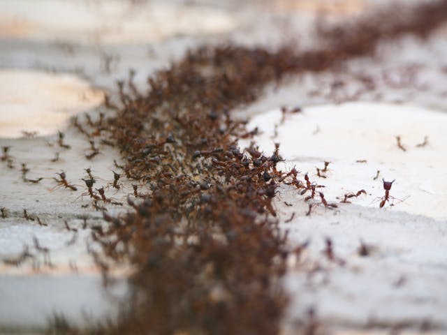 Ant Infestation