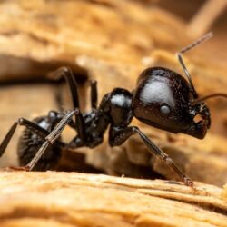 Carpenter Ants Cause Moisture Problem