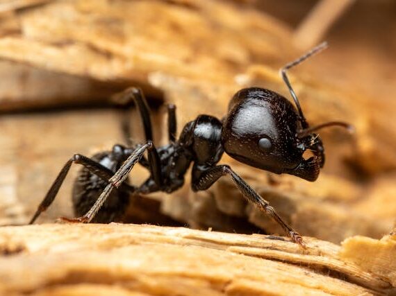 Carpenter Ants Cause Moisture Problem