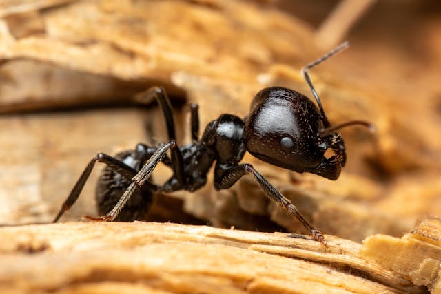 Carpenter Ants Cause Moisture Problem