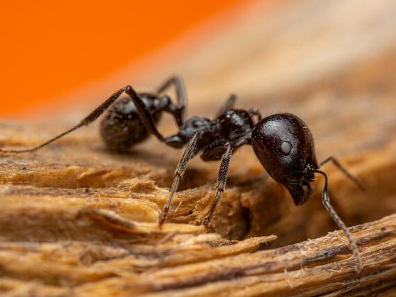 Structural Damage from Carpenter Ants