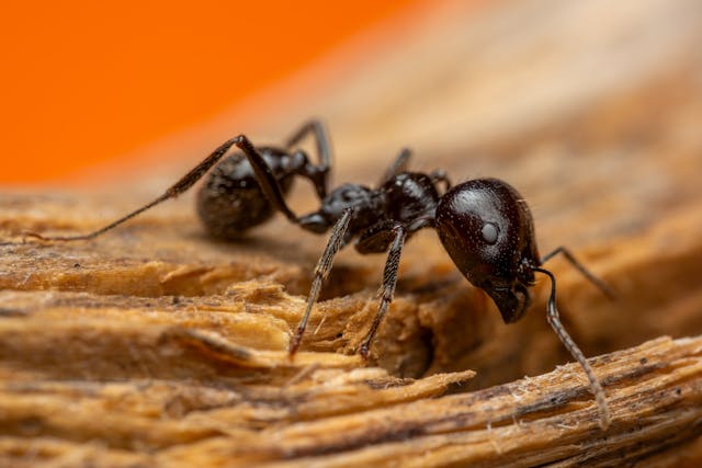 Structural Damage from Carpenter Ants