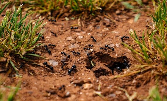 ants in spring in toronto