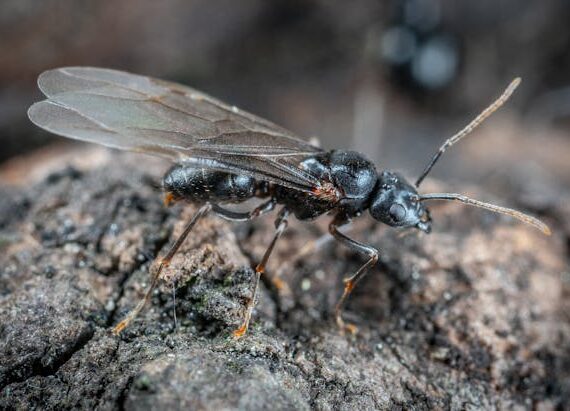 Finding winged ants in your home can be alarming