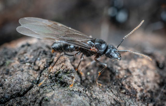 Finding winged ants in your home can be alarming