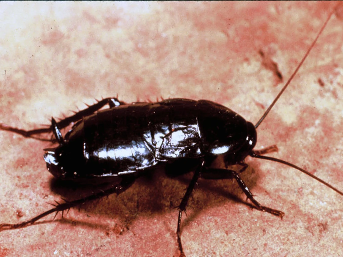 Oriental Cockroach​
