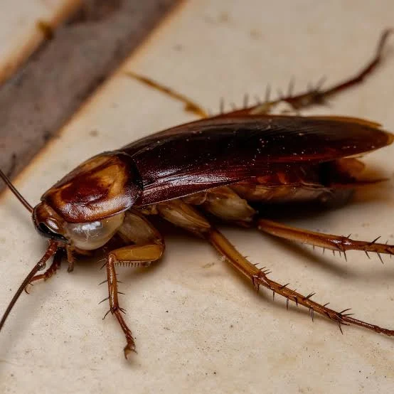 American-Cockroach​.webp