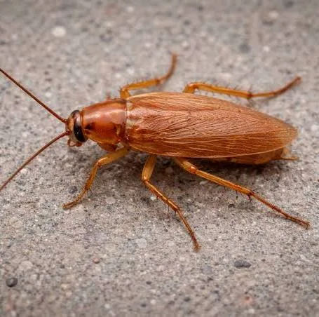 Cockroach Removal 4 German-Cockroach