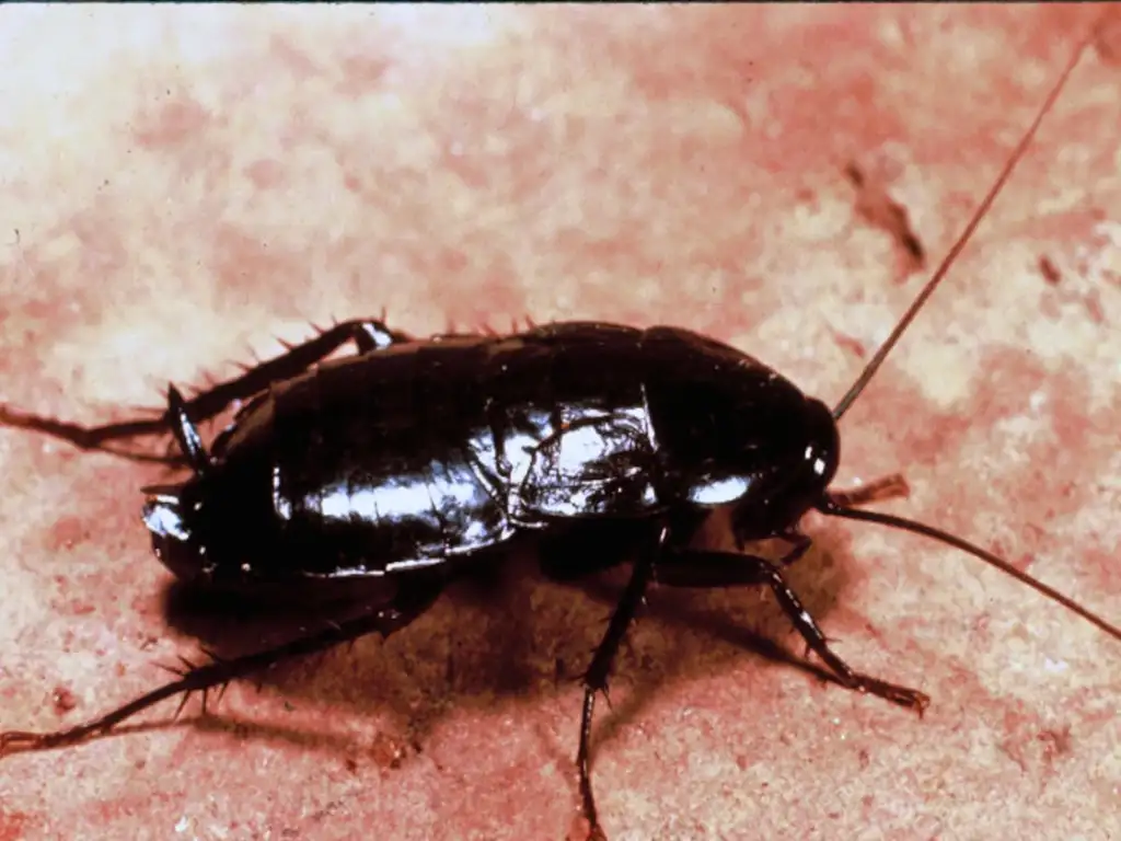 Oriental Cockroach​