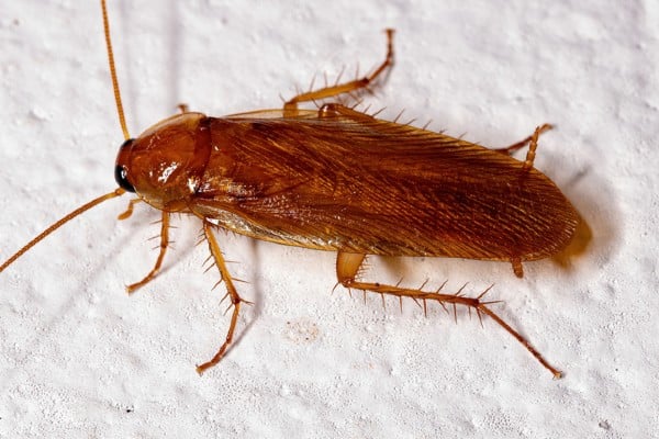 Cockroach Removal 6 Wood-Cockroaches