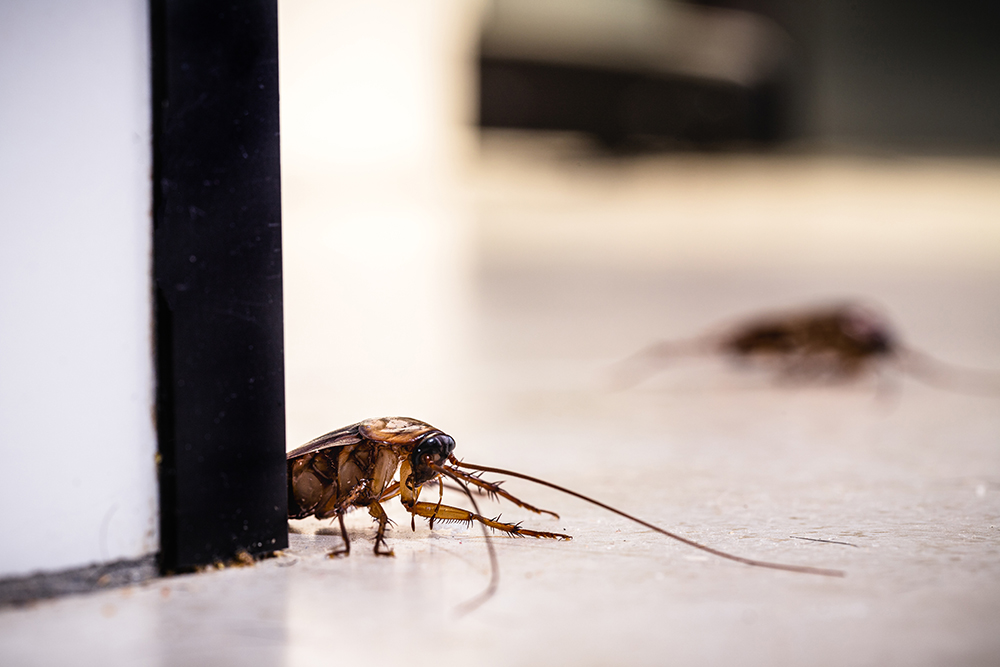 Cockroach Removal 35 american-cockroach-floor-eating-dirt-crumbs-inside-kitchen.jpg